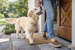 The “Velcro Dog”: How to Build Confidence in Dogs