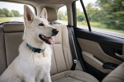 Traveling With Dogs: Hotels or Airbnbs—What Really Works Better?